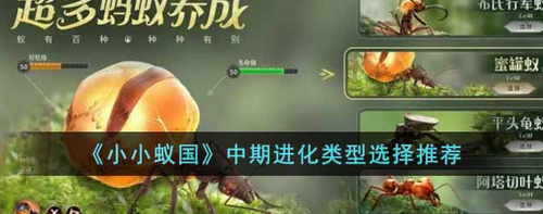 小小蚁国中期进化路线深度解析